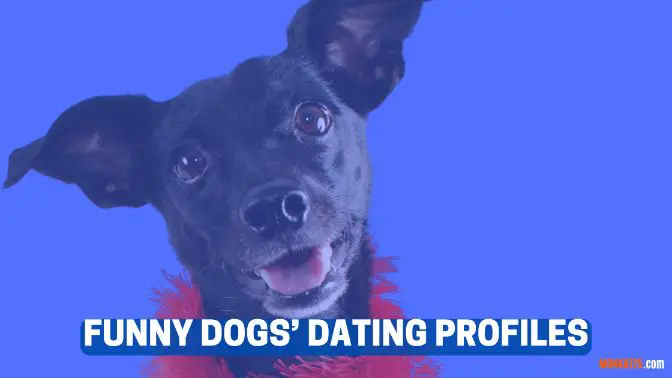 28 Funny Dogs Dating Profiles To Find 'Puppy Love' - Monk At 25